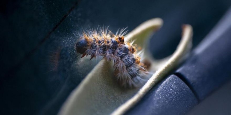 Çam kese böceklerinin kelebeğe dönüşüm yolculuğu