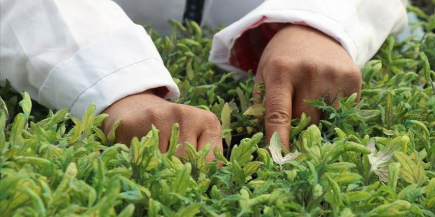 Kovid-19 sürecinde üreticiler yerli tohuma yöneldi