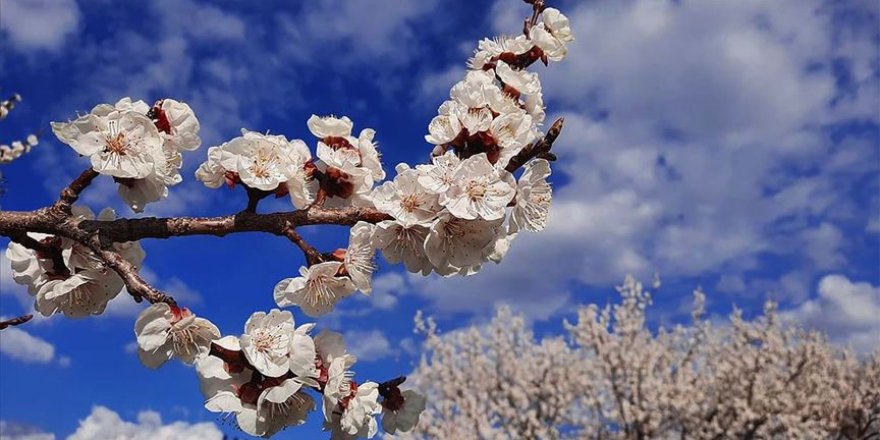 Kars'ta kayısı ağaçları beyaz gelinliğini giydi
