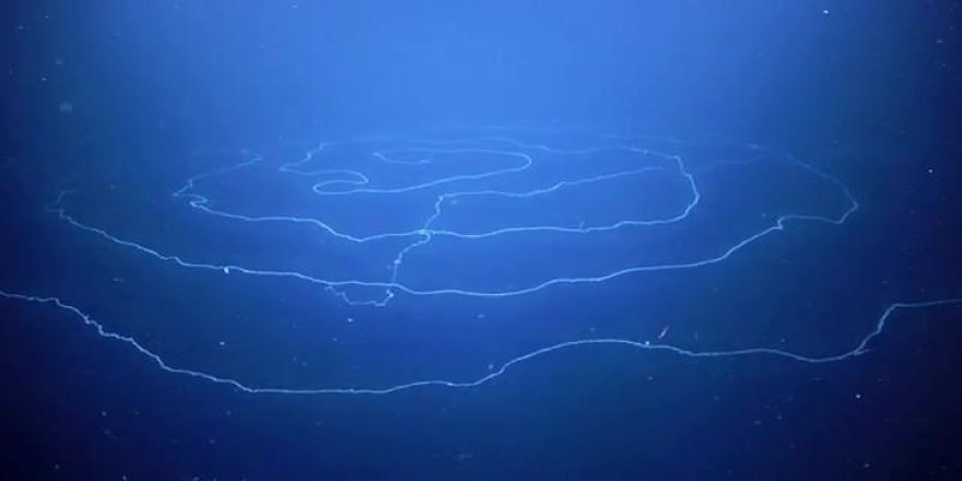 Subhanallah! Dünyanın en uzun hayvanı keşfedildi: Tam 45 metre