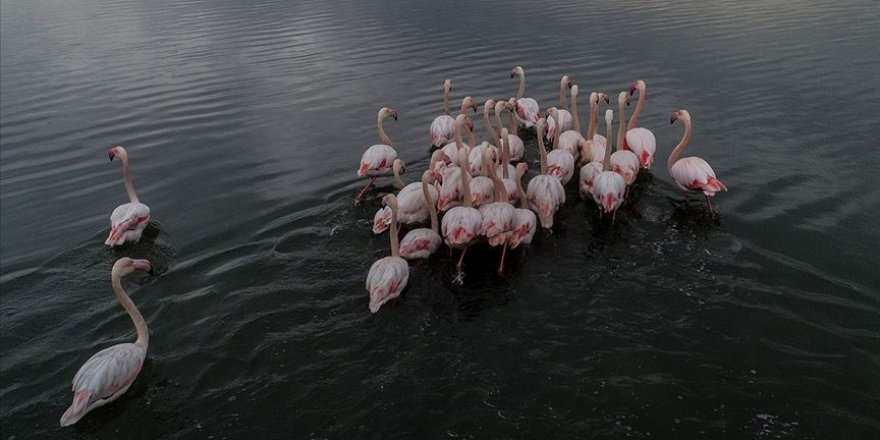 Flamingoların uzun süreli dostluklar kurduğu ortaya çıktı
