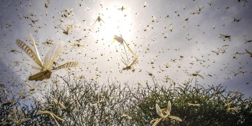 Çöl çekirgelerinin Afrika'yı ikinci kez istila etmesi bekleniyor