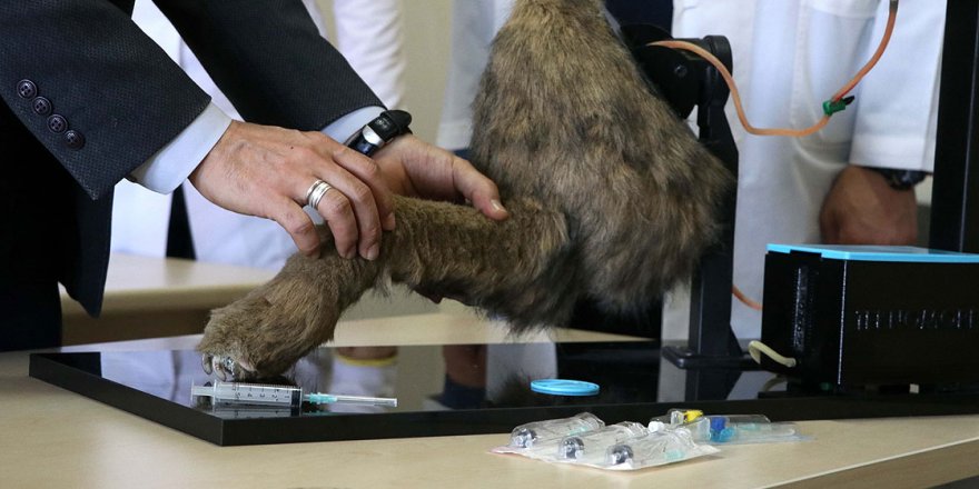 Veteriner hekim adaylarının el becerileri simülatör yardımıyla gelişecek