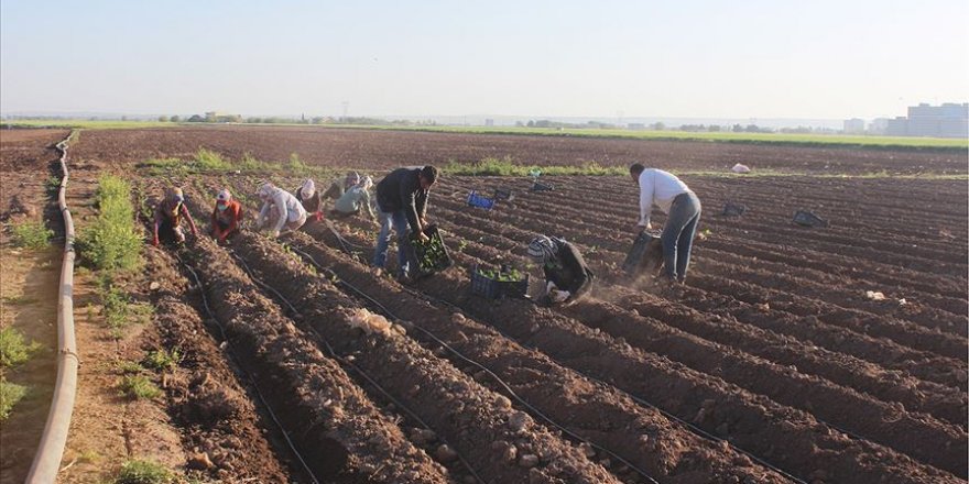 Sokağa çıkma kısıtlamasından muaf tutulan çiftçiler tarlanın yolunu tuttu