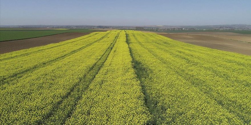Altın sarısı kanola tarlaları göz kamaştırıyor