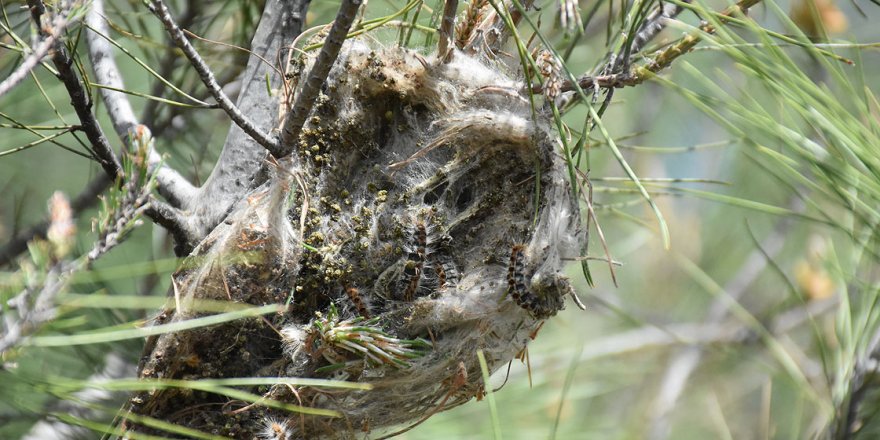 'Terminatör böcekler' ormanları korumak için iş başında