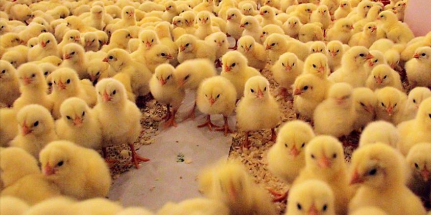 İran'da yüz binlerce civcivin itlaf edilmesi infiale yol açtı