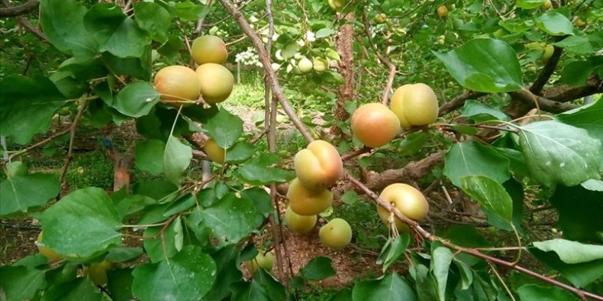 Sokağa çıkma kısıtlaması bulunan Mersin'de özel izinle hasat