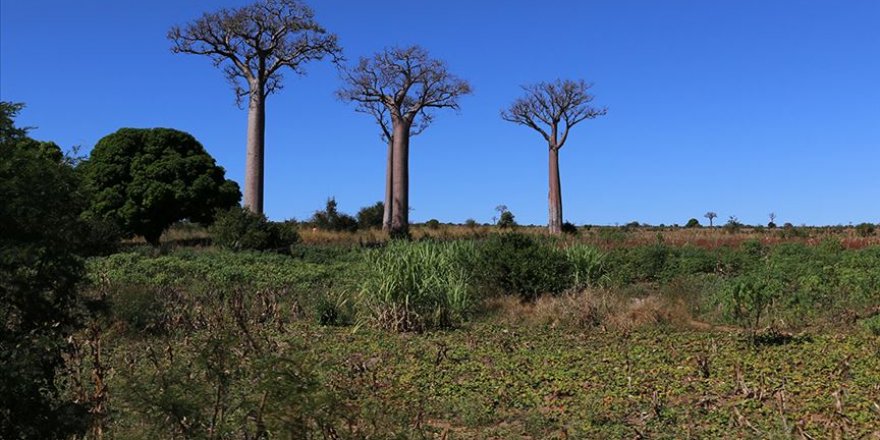 Madagaskar'da geliştirilen bitkisel Kovid-19 ilacı bugün tanıtılacak