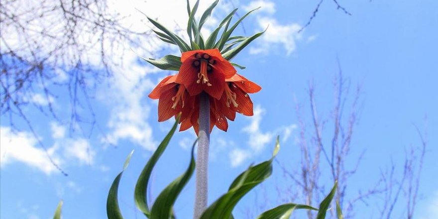 Ovacık'ta açan ters laleler göz kamaştırıyor