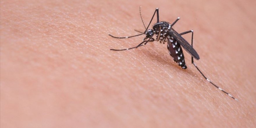 Malezya'da son 4 ayda 38 bin 240 dang humması vakası görüldü