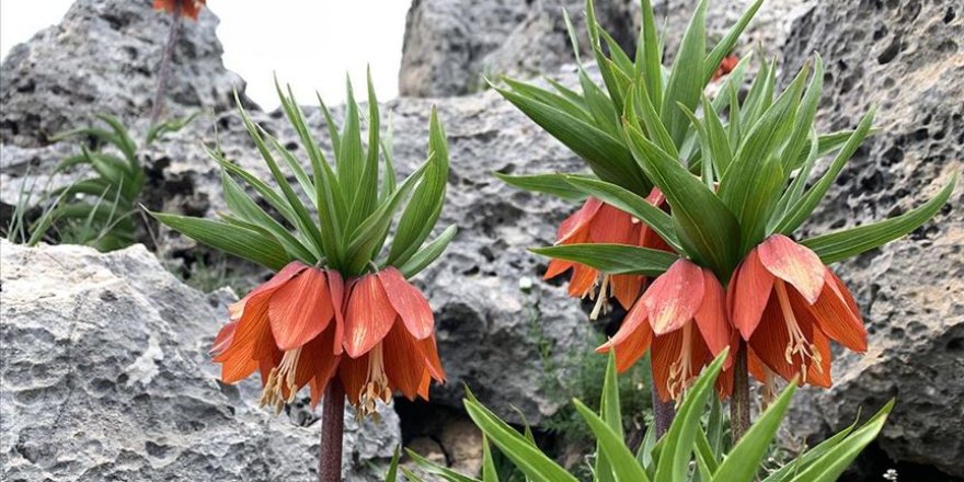 Adıyaman'da baharın gelişiyle ters laleler açtı
