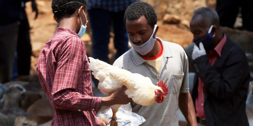 Dünya Sağlık Örgütünden Etiyopya için sarı humma salgını uyarısı