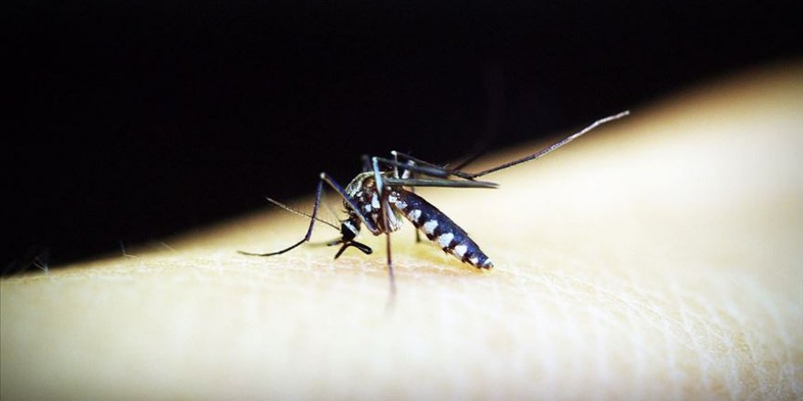 Sıtma'dan dünya genelinde 2018'de 405 bin kişi öldü