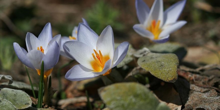 Batı Karadeniz yaylalarında açan çiğdemler görenleri etkiliyor