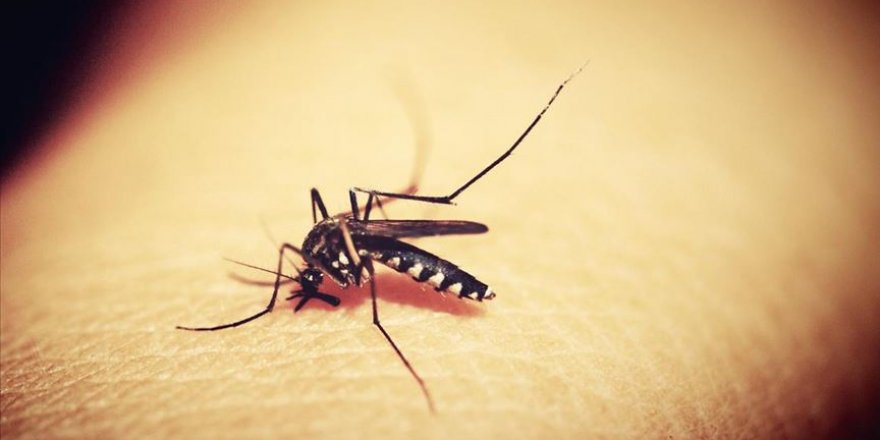Sıtmaya yol açan parazitin, hastalığın tedavisinde kullanılan artemisinin maddesine dirençli türü keşfedildi