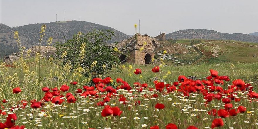 Hiyerapolis Antik Kenti gelincik çiçekleriyle bezendi