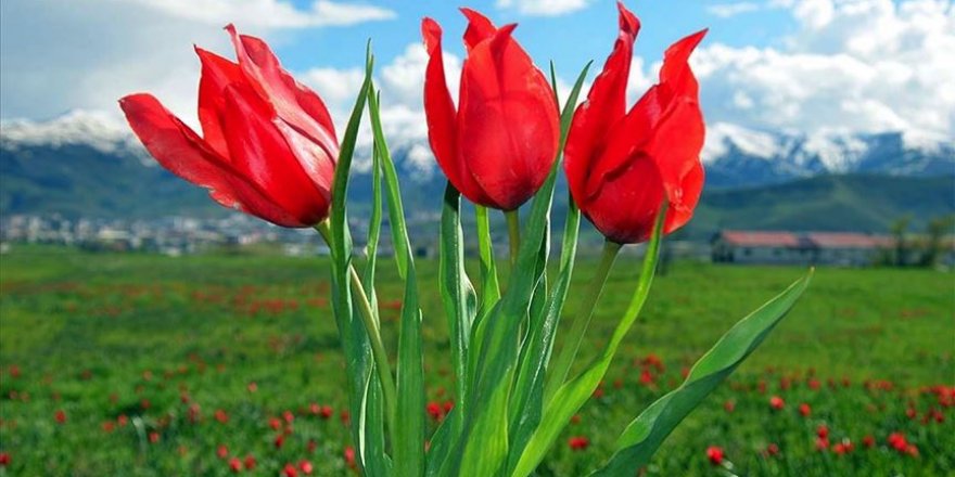 Muş'ta baharın müjdecisi laleler etkiliyor