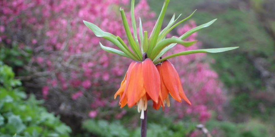 Hakkari dağlarında açan ters laleler göz kamaştırıyor