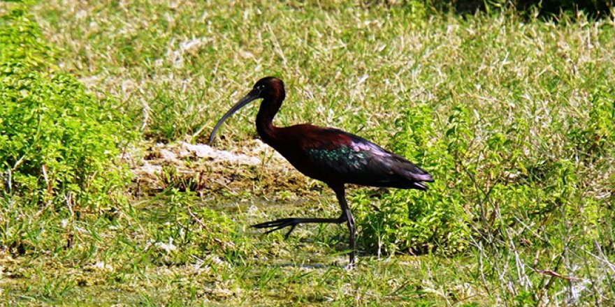 Bodrum'da ilk kez görüntülendi