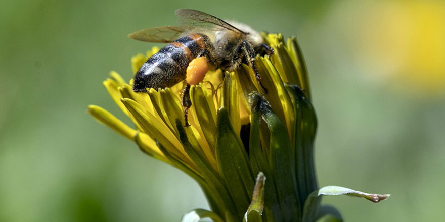 Yaratılış harikası balın üretim safhaları