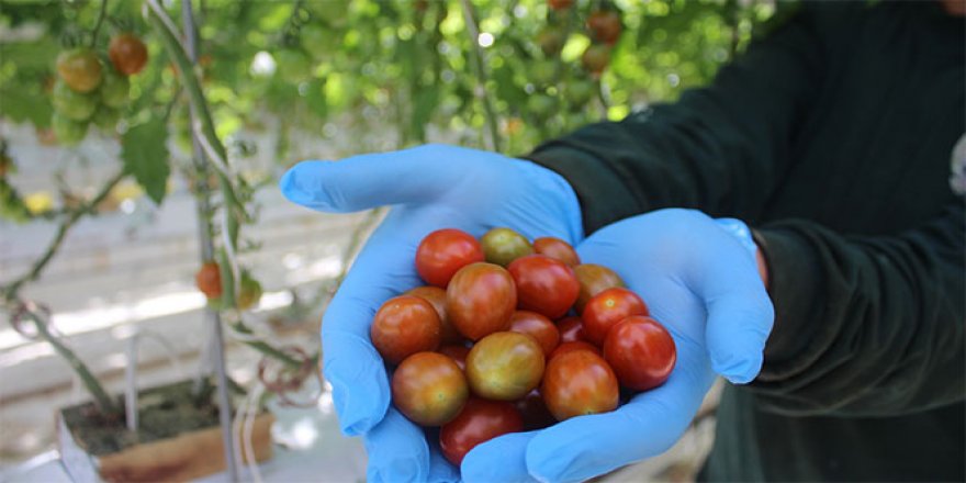 Topraksız tarım ile yılda 3 bin 500 ton domates üretiliyor