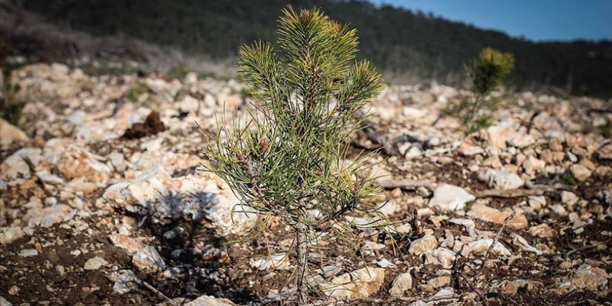 'Geleceğe Nefes' kampanyasıyla 30 ülkede 83 milyon fidan toprakla buluşacak