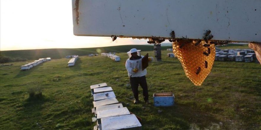 Arıcılar bal mesaisine hazırlanıyor
