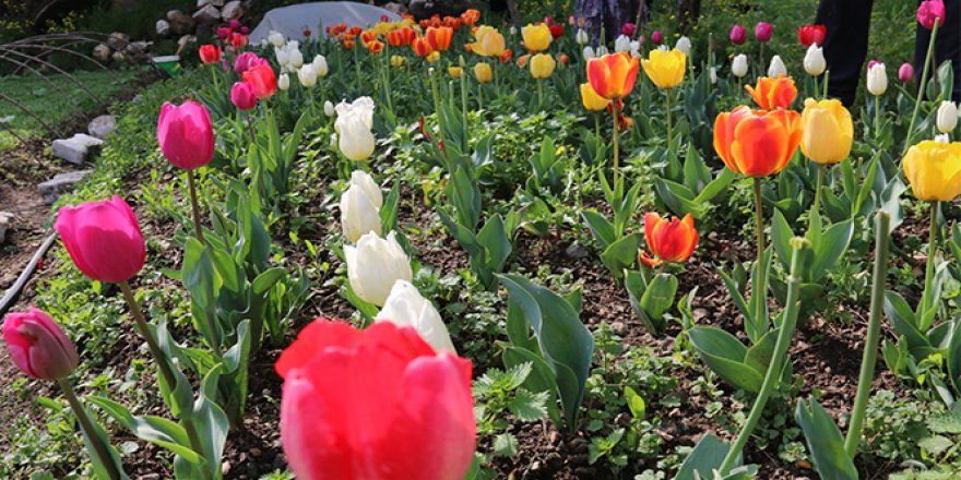 Laleler çiçek açtı