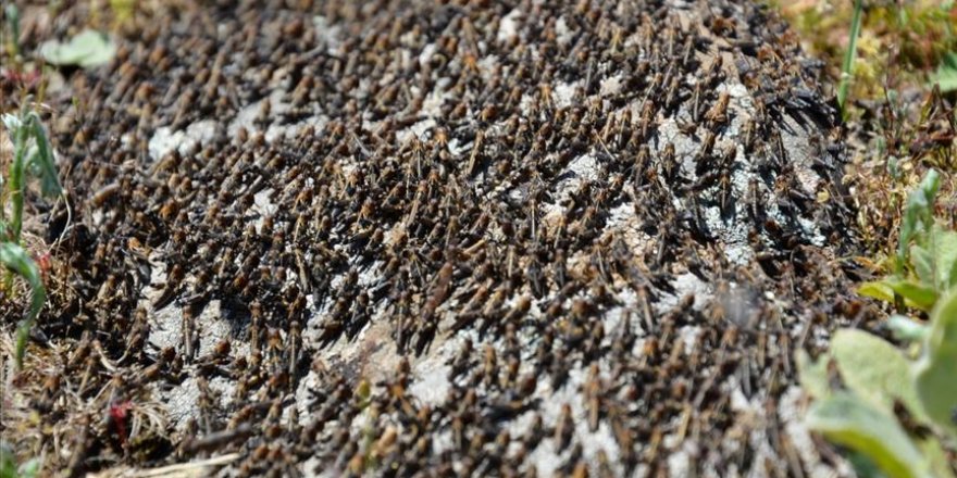 Somali, çekirge istilası nedeniyle olağanüstü hal ilan etti