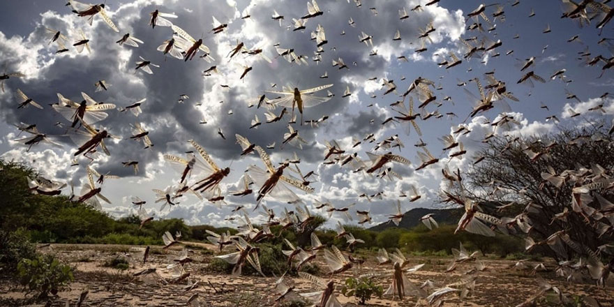 Pakistan artan çekirge sürüsü tehdidine hazırlanıyor