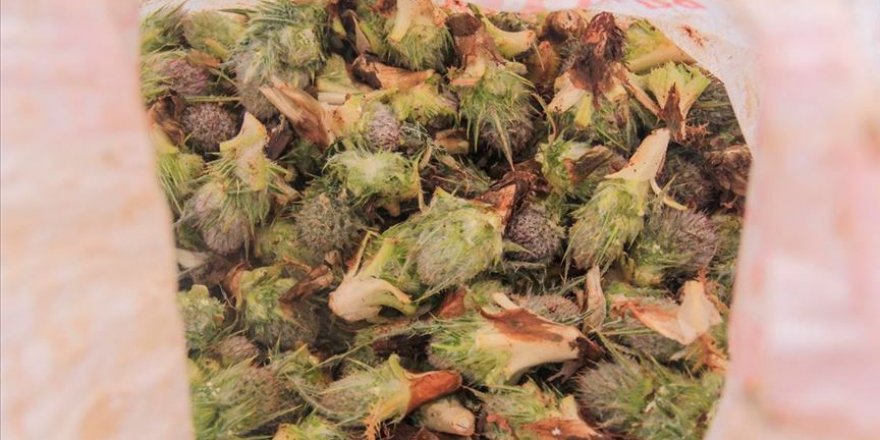 Şifa kaynağı kengerin sofralara zahmetli yolculuğu