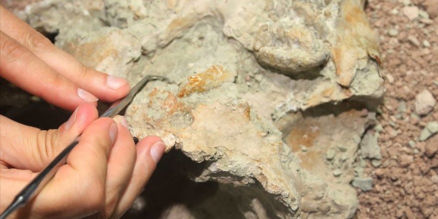 Madagaskar’da dinozorlar döneminden kalma fosil bulundu