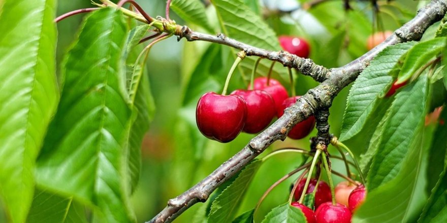 ​Kiraz hasadına başlandı