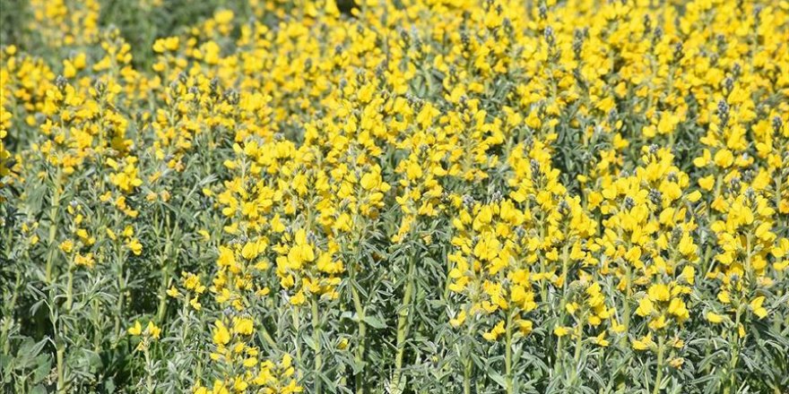 'Eber sarısı'nı koparmanın cezası 73 bin 747 lira