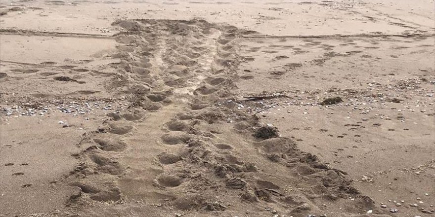 İztuzu'nda caretta carettaların yuvaları görüldü