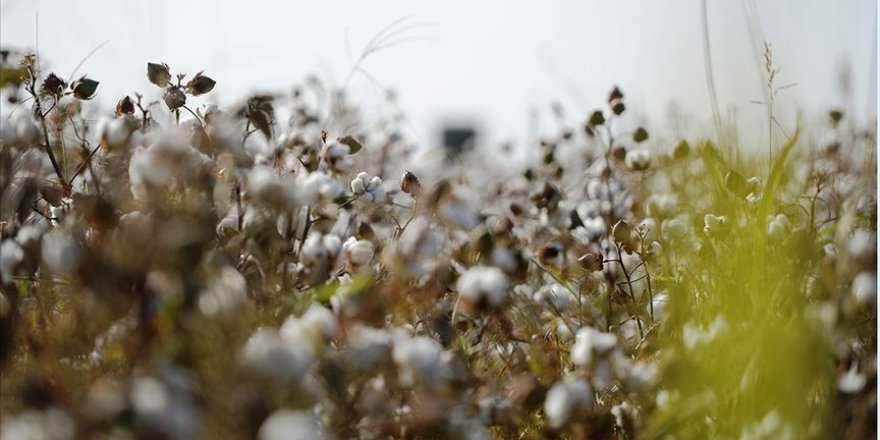 'Beyaz altın' pamukta hasat başladı