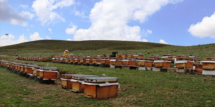 Arıcılar kolları sıvayarak bal üretimi çalışmalarına başladı