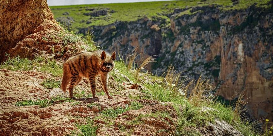 Nesli tükenme tehlikesi altındaki çizgili sırtlan Adıyaman'da görüntülendi