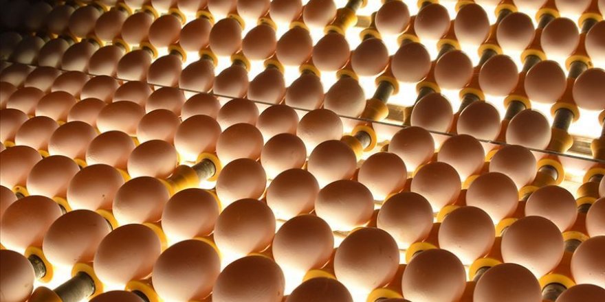 Tavuk eti ve tavuk yumurtası üretimi arttı