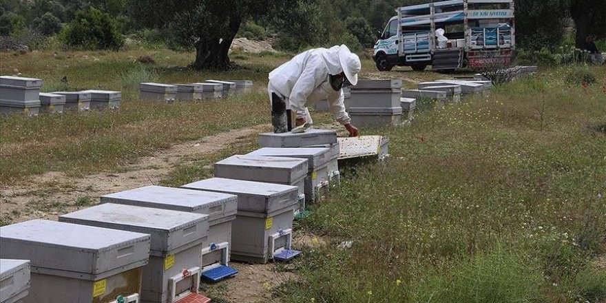 Mersin'de arıcılar Toroslar'a göçe hazırlanıyor