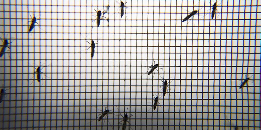 Avcılar'da oturan vatandaşlar artan sivrisineklerden şikayet ediyor