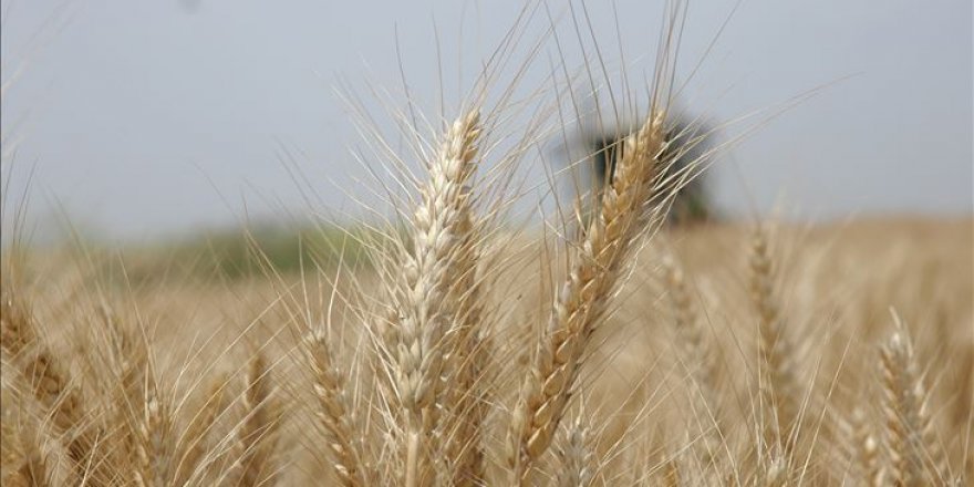 Toprak Mahsulleri Ofisi'nden hububat alım açıklaması