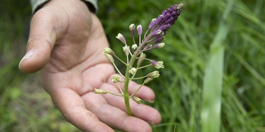 Yok olma tehdidi altındaki 'Edirne Sümbülü' klonlanarak çoğaltılıyor