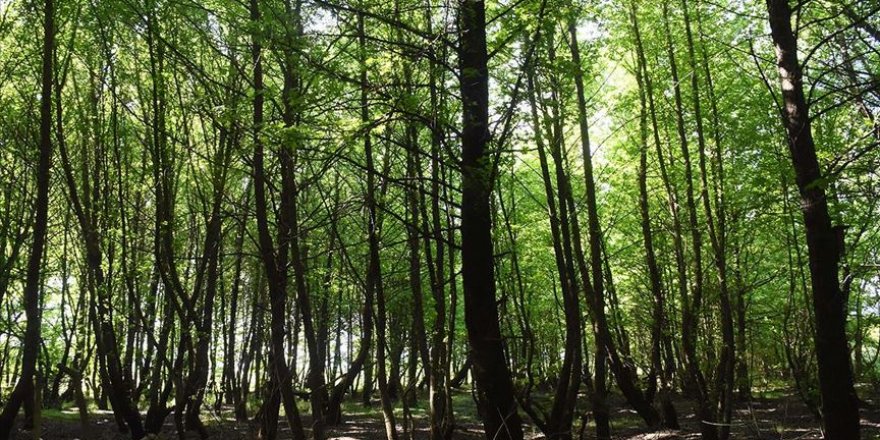Ormanlık alandan 200 kilo cam atık toplandı