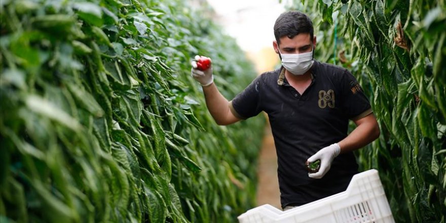 Pandemi sürecinde Ege Bölgesi'nin yaş meyve sebze ihracatı yüzde 45 arttı