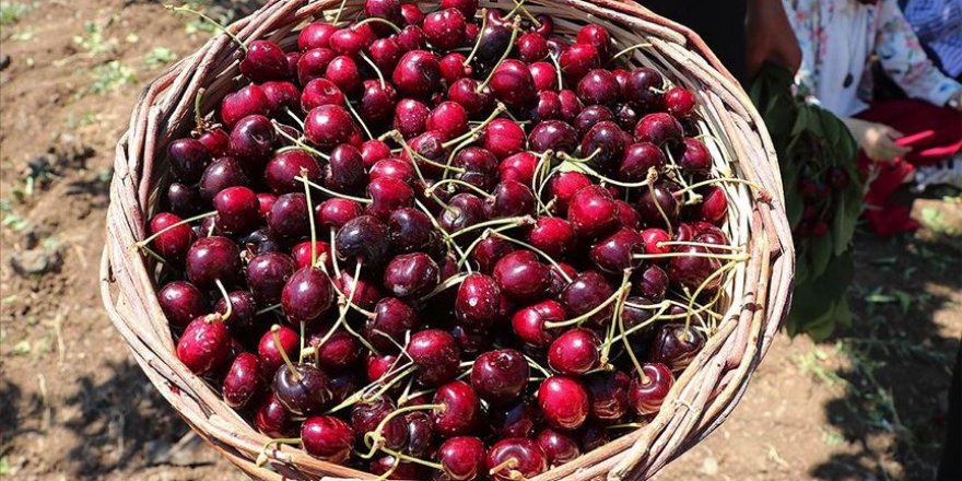 Yurt dışındaki alıcı çiftçiye doğrudan ulaşacak