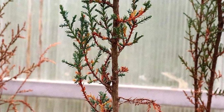 Çam ağaçlarını kurutan hastalığa karşı umutlandıran gelişme