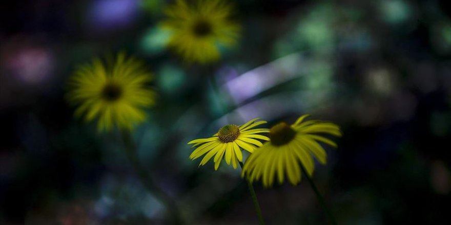 100 milyon renk görebiliyor