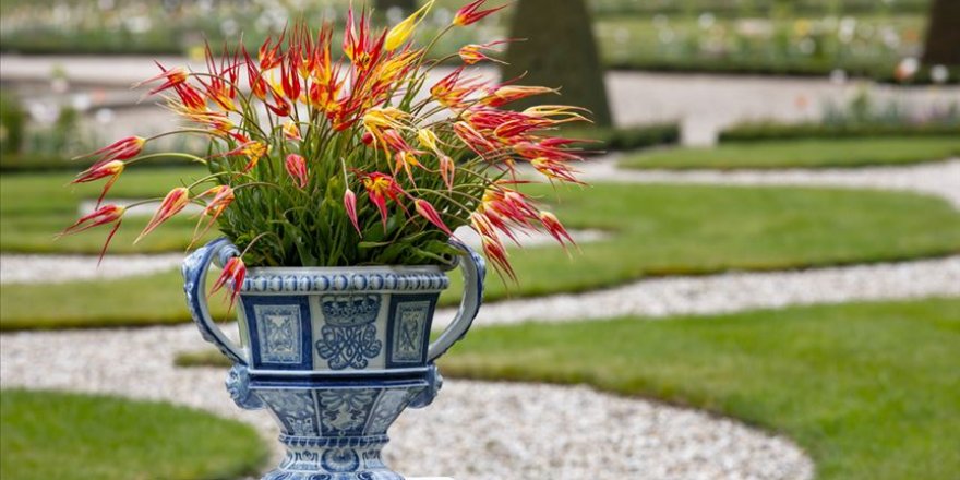 'İstanbul lalesi' yeniden ana vatanında